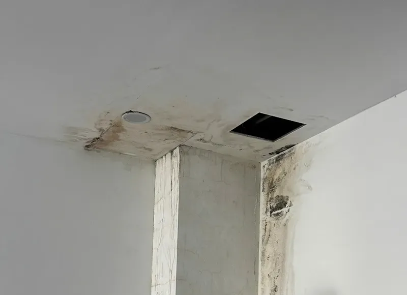 Cách xử lý trần thạch cao bị ẩm mốc hiệu quả, hạn chế tái phát